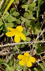 Oxalis perennans