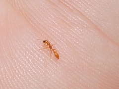 Pseudomyrmex pallidus