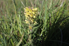 Pedicularis chroorrhyncha