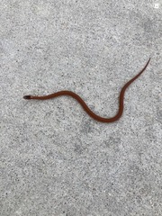 Storeria occipitomaculata