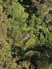 Hemiphaga novaeseelandiae