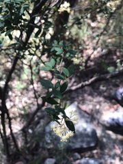 Pomaderris ledifolia