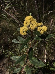 Pomaderris intermedia