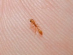 Pseudomyrmex pallidus