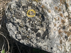 Lecanoromycetes
