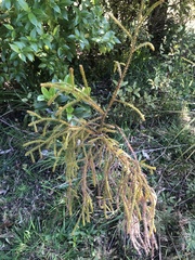 Dacrydium cupressinum