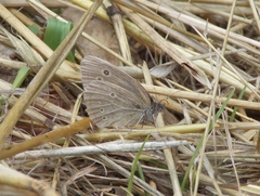 Aphantopus hyperantus