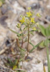 Cleomella parviflora