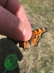 Polygonia gracilis
