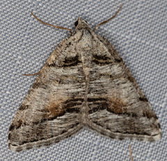 Macaria colata