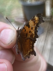 Polygonia gracilis