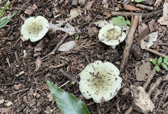Russulaceae