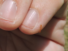 Pseudomyrmex pallidus