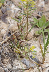 Cleomella parviflora