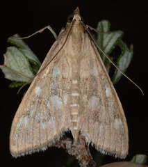 Mecyna mustelinalis