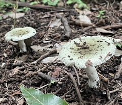 Russulaceae