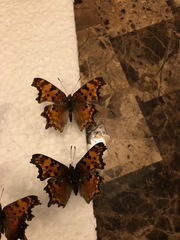 Polygonia gracilis