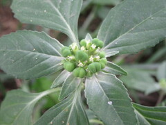 Euphorbia dentata