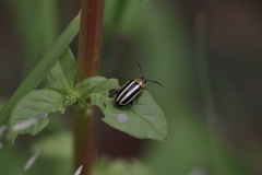 Disonycha glabrata