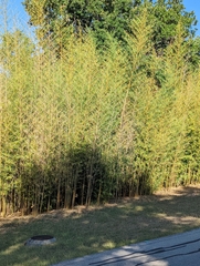 Phyllostachys aurea