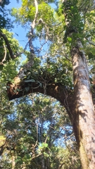 Dendrobium speciosum