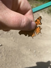 Polygonia gracilis