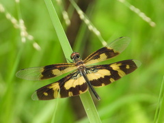 Rhyothemis variegata