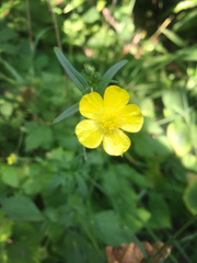 Ranunculus hispidus
