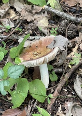 Russulaceae