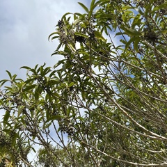 Melicytus lanceolatus