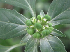 Euphorbia dentata