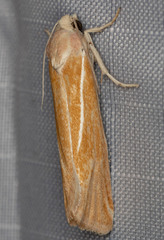 Pelochrista caniceps