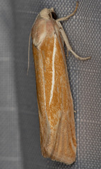 Pelochrista caniceps