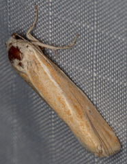 Pelochrista caniceps