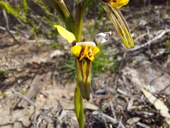 Diuris palustris