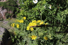 Potentilla gracilis