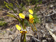 Diuris palustris