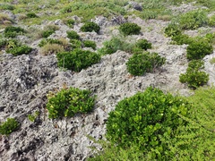Cyclophyllum sessilifolium