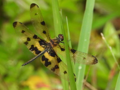 Rhyothemis variegata