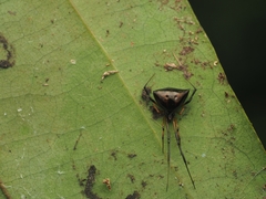 Janula