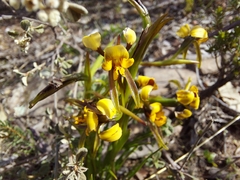 Diuris palustris
