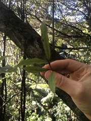 Elaeocarpus dentatus