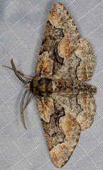 Phaeoura mexicanaria