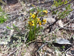 Diuris palustris