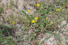 Potentilla basaltica