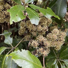 Pseudopanax arboreus