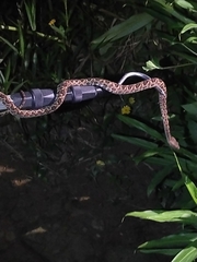 Protobothrops mucrosquamatus