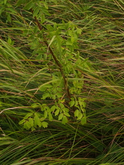 Thalictrum dasycarpum