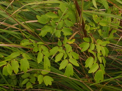 Thalictrum dasycarpum