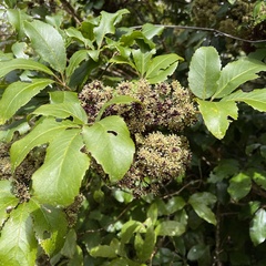 Pseudopanax arboreus